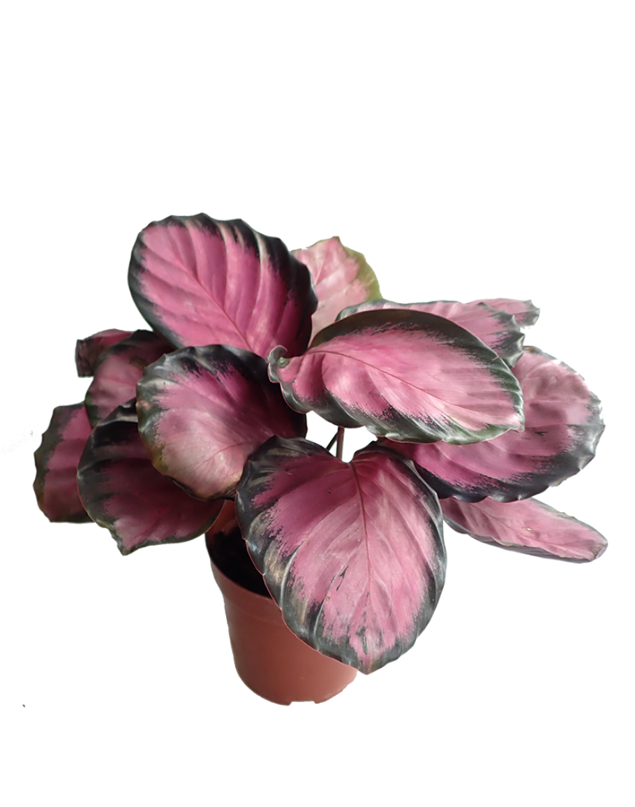  Calathea  Picturata Crimson  